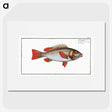 3-29_Ichtyologie-ou-Histoire-naturelle_picture