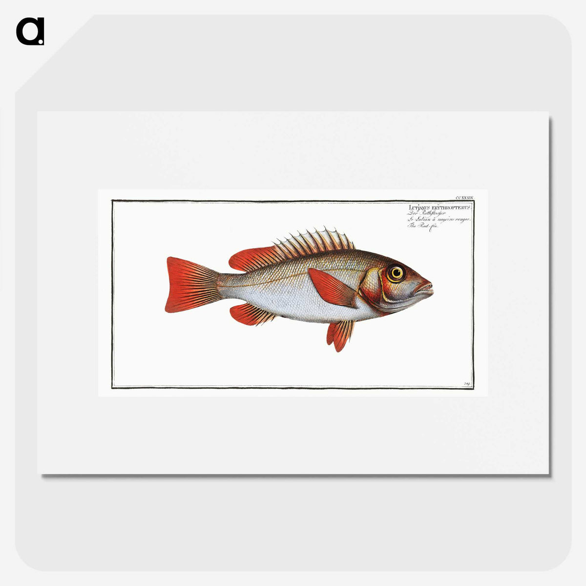 3-29_Ichtyologie-ou-Histoire-naturelle_picture
