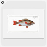 3-29_Ichtyologie-ou-Histoire-naturelle_picture