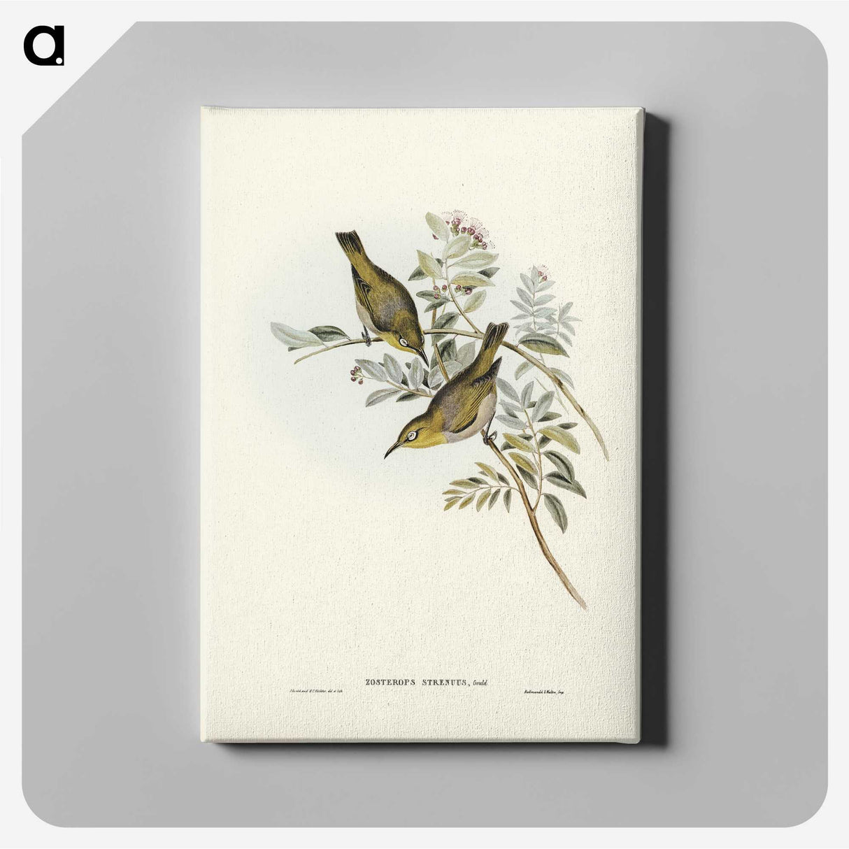 3-29_John-Gould_canvas