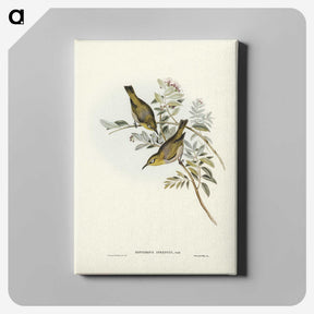 3-29_John-Gould_canvas