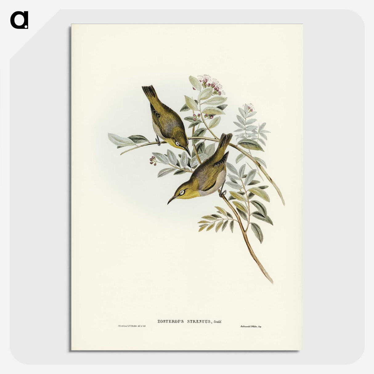 3-29_John-Gould_picture-crop