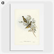 3-29_John-Gould_picture