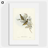 3-29_John-Gould_picture