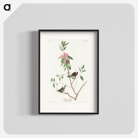 3-29_John-James-Audubon_blk
