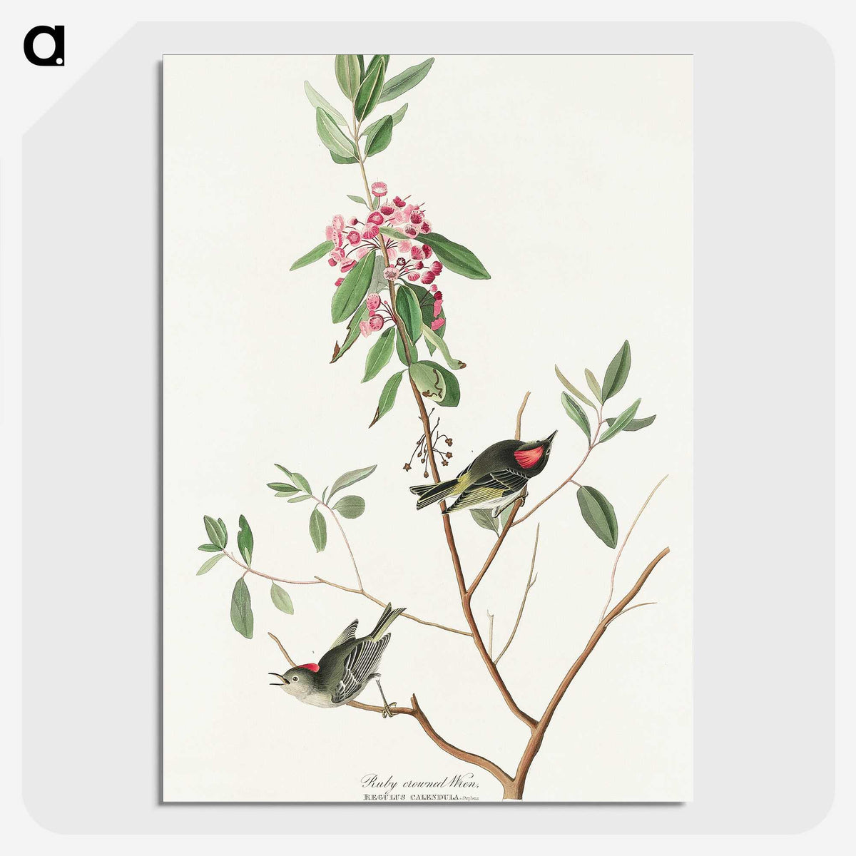 3-29_John-James-Audubon_picture-crop