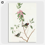 3-29_John-James-Audubon_picture-crop