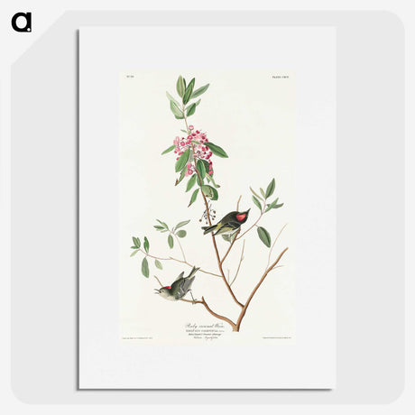 3-29_John-James-Audubon_picture