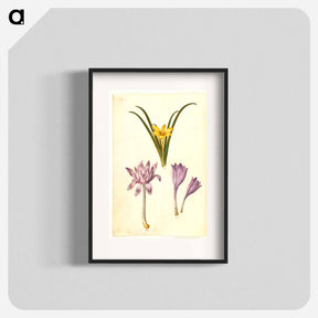 アートポスター-Sternbergia, Colchicum, and Colchicum
 - マリア ジビーラ メーリアン Poster.