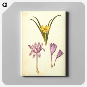 3-29_Maria-Sibylla-Merian_canvas