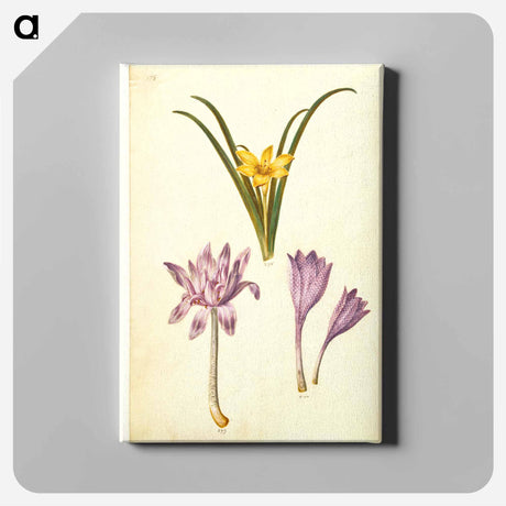 アートパネル-Sternbergia, Colchicum, and Colchicum
 - マリア ジビーラ メーリアン Canvas.