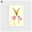 アートポストカード-Sternbergia, Colchicum, and Colchicum
 - マリア ジビーラ メーリアン Postcard.