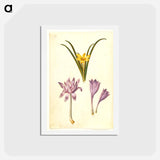 アートポストカード-Sternbergia, Colchicum, and Colchicum
 - マリア ジビーラ メーリアン Postcard.