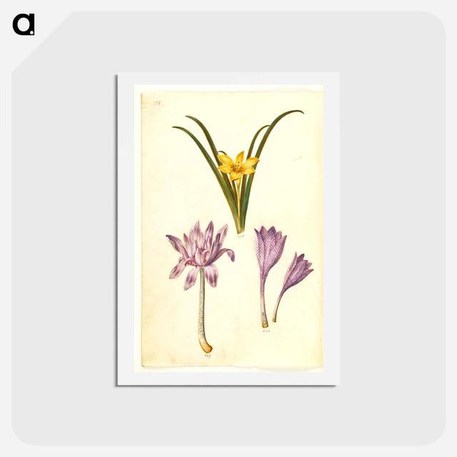 アートポストカード-Sternbergia, Colchicum, and Colchicum
 - マリア ジビーラ メーリアン Postcard.