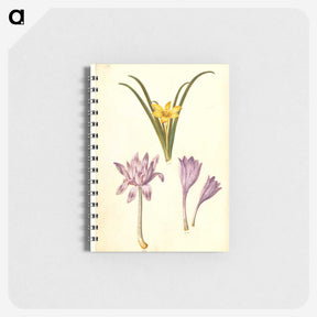 3-29_Maria-Sibylla-Merian_memo