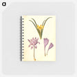 アートメモ帳-Sternbergia, Colchicum, and Colchicum
 - マリア ジビーラ メーリアン Memo.