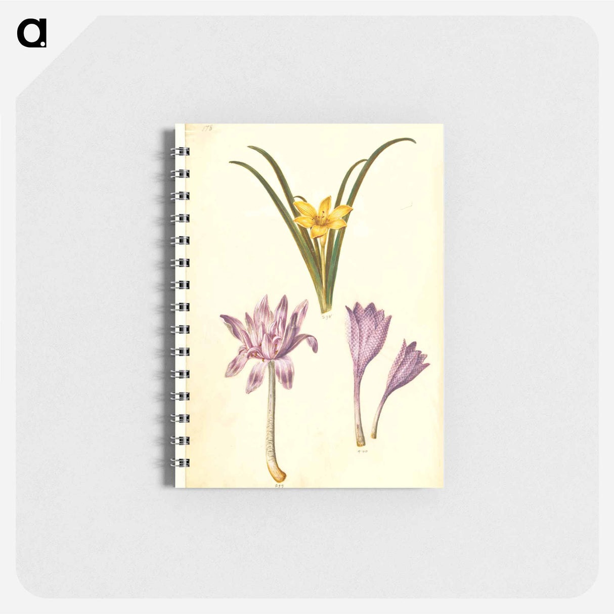 アートメモ帳-Sternbergia, Colchicum, and Colchicum
 - マリア ジビーラ メーリアン Memo.