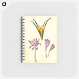 アートメモ帳-Sternbergia, Colchicum, and Colchicum
 - マリア ジビーラ メーリアン Memo.