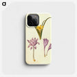 3-29_Maria-Sibylla-Merian_phone