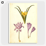 3-29_Maria-Sibylla-Merian_picture-crop