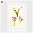 3-29_Maria-Sibylla-Merian_picture