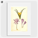 3-29_Maria-Sibylla-Merian_picture