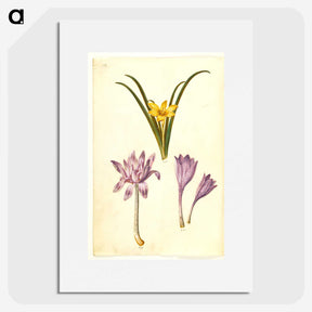 3-29_Maria-Sibylla-Merian_picture