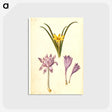 3-29_Maria-Sibylla-Merian_postcard