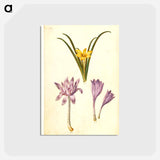 アートポストカード-Sternbergia, Colchicum, and Colchicum
 - マリア ジビーラ メーリアン Postcard.