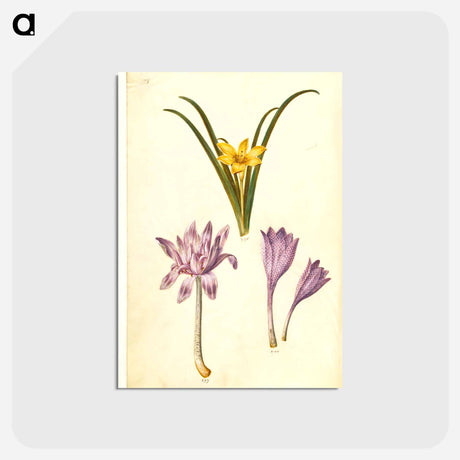 アートポストカード-Sternbergia, Colchicum, and Colchicum
 - マリア ジビーラ メーリアン Postcard.