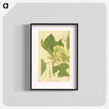 アートポスター-Liriodendron tulipifera
 - 国立医学図書館 Poster.