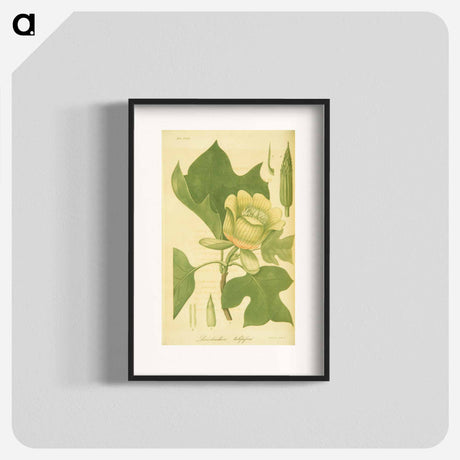 アートポスター-Liriodendron tulipifera
 - 国立医学図書館 Poster.