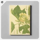 アートパネル-Liriodendron tulipifera
 - 国立医学図書館 Canvas.