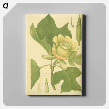 アートパネル-Liriodendron tulipifera
 - 国立医学図書館 Canvas.