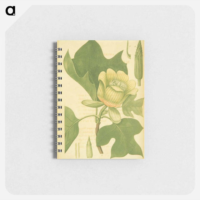 アートメモ帳-Liriodendron tulipifera
 - 国立医学図書館 Memo.