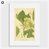 アートポスター-Liriodendron tulipifera
 - 国立医学図書館 Poster.