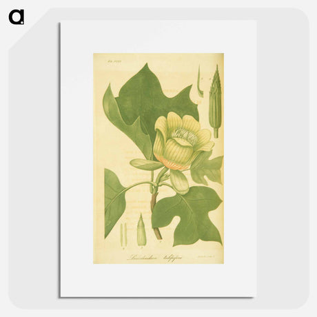 アートポスター-Liriodendron tulipifera
 - 国立医学図書館 Poster.