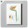 アートパネル-Bird of paradise illustration - ピエール ジョゼフ ルドゥーテ Canvas.