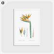 アートポストカード-Bird of paradise illustration - ピエール ジョゼフ ルドゥーテ Postcard.
