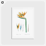アートポストカード-Bird of paradise illustration - ピエール ジョゼフ ルドゥーテ Postcard.