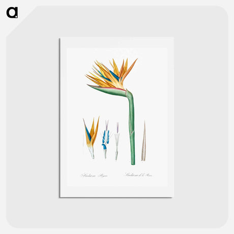 アートポストカード-Bird of paradise illustration - ピエール ジョゼフ ルドゥーテ Postcard.