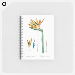 アートメモ帳-Bird of paradise illustration - ピエール ジョゼフ ルドゥーテ Memo.