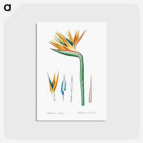 アートポストカード-Bird of paradise illustration - ピエール ジョゼフ ルドゥーテ Postcard.