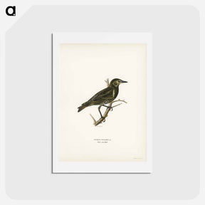 アートポストカード-Starling
 - スヴェンスカ フォグラル Postcard.