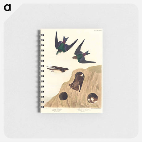 アートメモ帳-Bank Swallow and Violet-green Swallow from Birds of America
 - アメリカの鳥たち Memo.