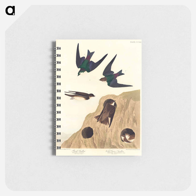 アートメモ帳-Bank Swallow and Violet-green Swallow from Birds of America
 - アメリカの鳥たち Memo.