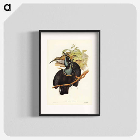 アートポスター-Magnificent Rifle-bird
- オーストラリアの鳥 Poster.