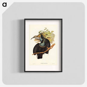 アートポスター-Magnificent Rifle-bird
 - オーストラリアの鳥 Poster.