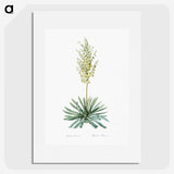 3-29_The-Lilies_picture