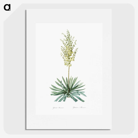 3-29_The-Lilies_picture